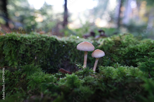 mushroom couple in forest