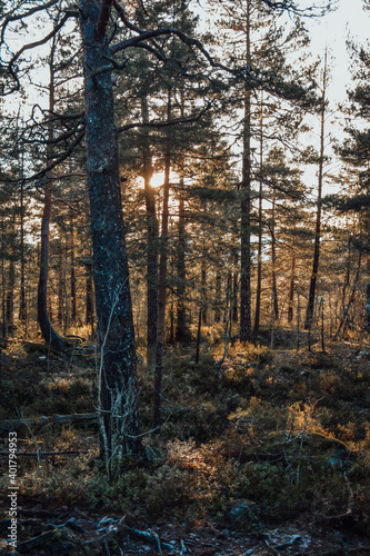 winter forest in the morning