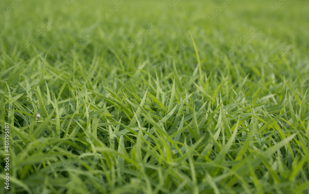 spring season abstract natural background of green rice farm close up with water drop . grass with water drops . spring season abstract natural background of green rice farm close up with water drop . grass with water drops .