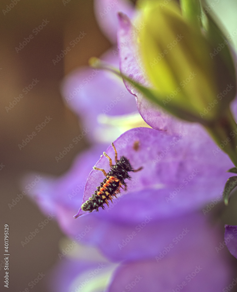 Fototapeta premium Insect