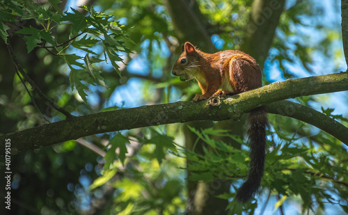 Squirell