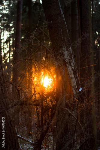 Sunlight penetrating through the forest thickets. A broken tree in the woods © PhotoChur