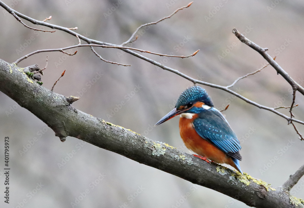 Kingfisher