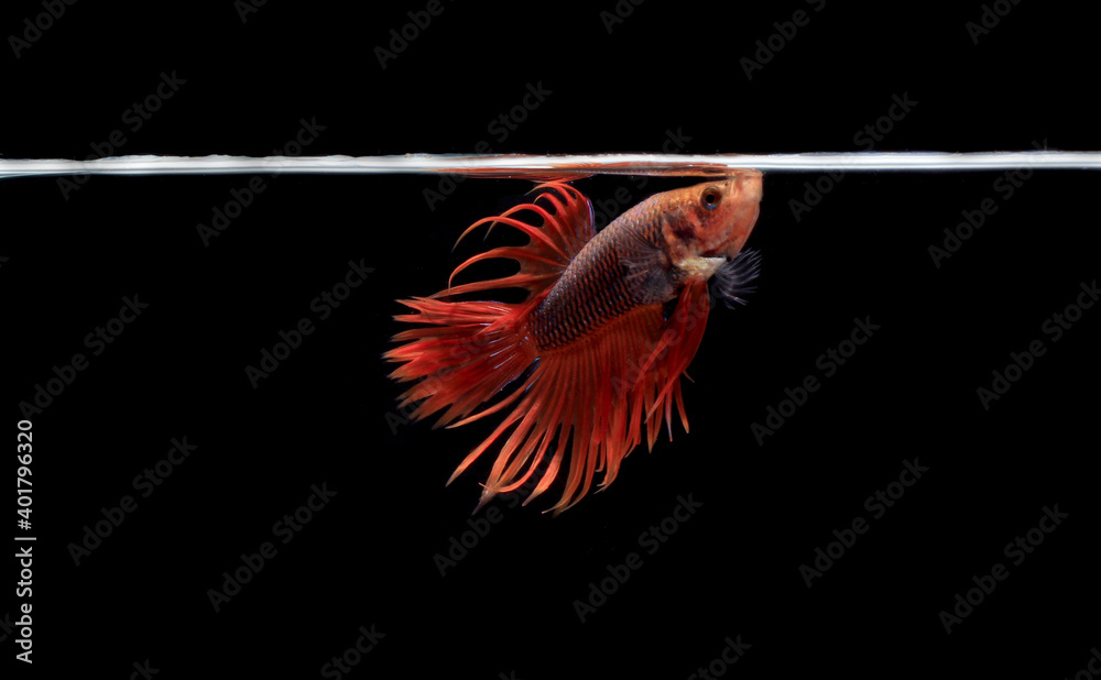 Obraz premium Male Red Betta, Cupang, Siamese Fighting fish, Serit or Crowntail, at Black background