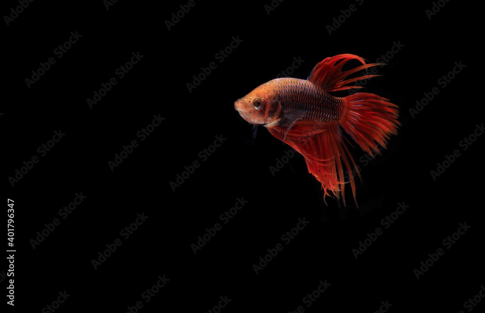 Male Red Betta, Cupang, Siamese Fighting fish, Serit or Crowntail, at Black background Male Red Betta, Cupang, Siamese Fighting fish, Serit or Crowntail, at Black background