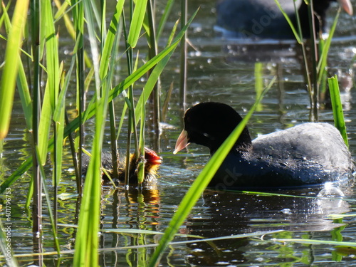 coot with youngsters
 photo