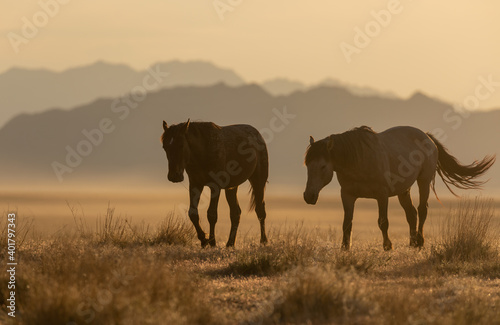 Wild Horses in the Utah Desert