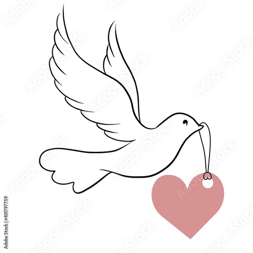 Elegant dove bird with heart. Vector illustration.