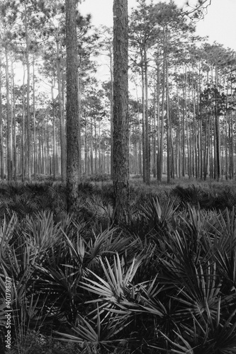 Baum im Ochlockonee River State Park photo