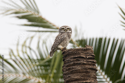 Spotted owlet sitting on a dead coconut tree stump
