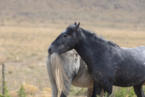 Wild Horses in the Utah Desert