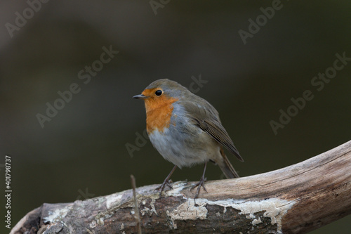 Rotkehlchen © Manfred Stöber