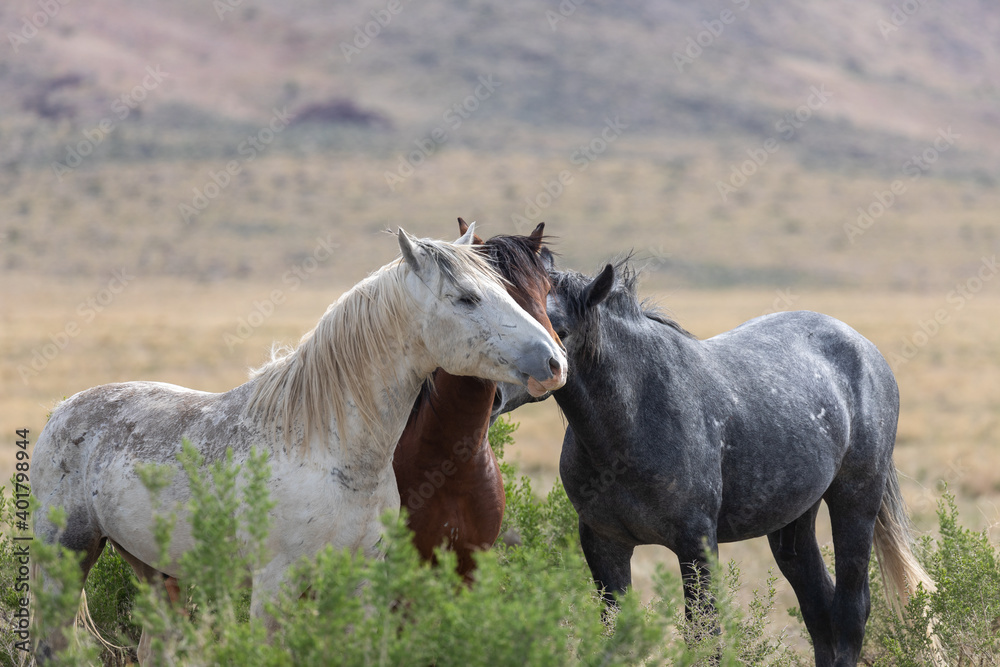 Wild Horses in the Utah Desert Wild Horses in the Utah Desert