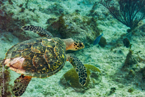 Side view of a Green turle cruising in the waters of Little Cayman