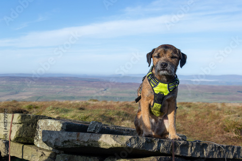 Border Terrier in the hills. Yorkshire Dales background