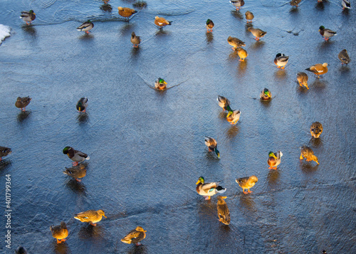 Photography A large flock of city ducks swimming in a pond in a city Park with snow on the s