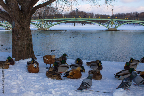Canvas Print A large flock of city ducks swimming in a pond in a city Park with snow on the s