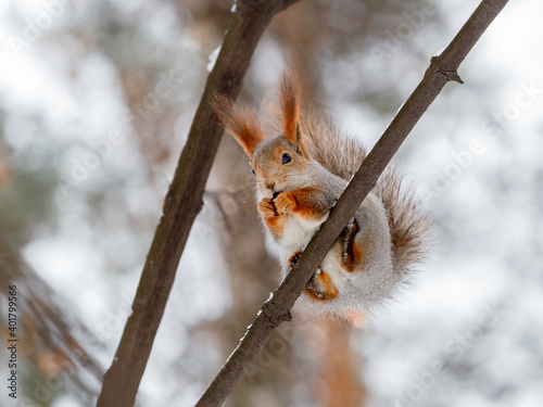 A squirrel in a winter coat sits high on a tree against the background of a winter sky