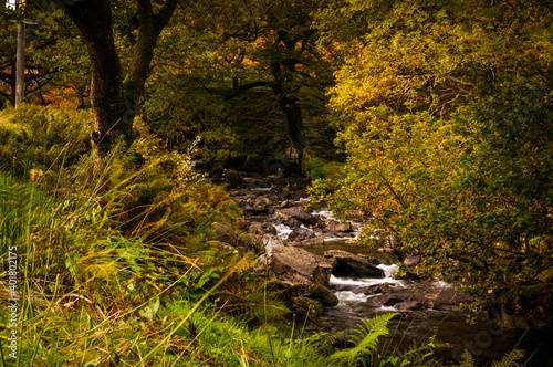 river in the woods