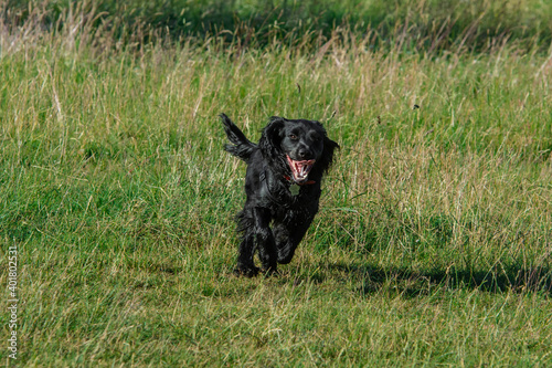 black dog on the grass