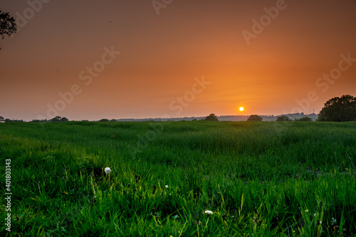 sunset over the field