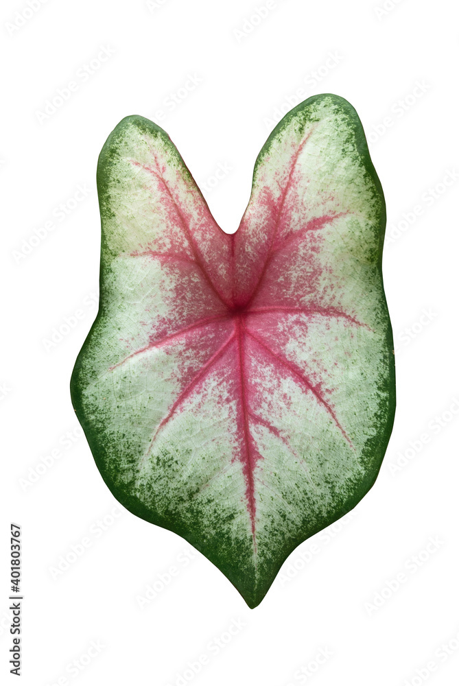 Caladium bicolor, called Heart of Jesus, is a species in the genus ...