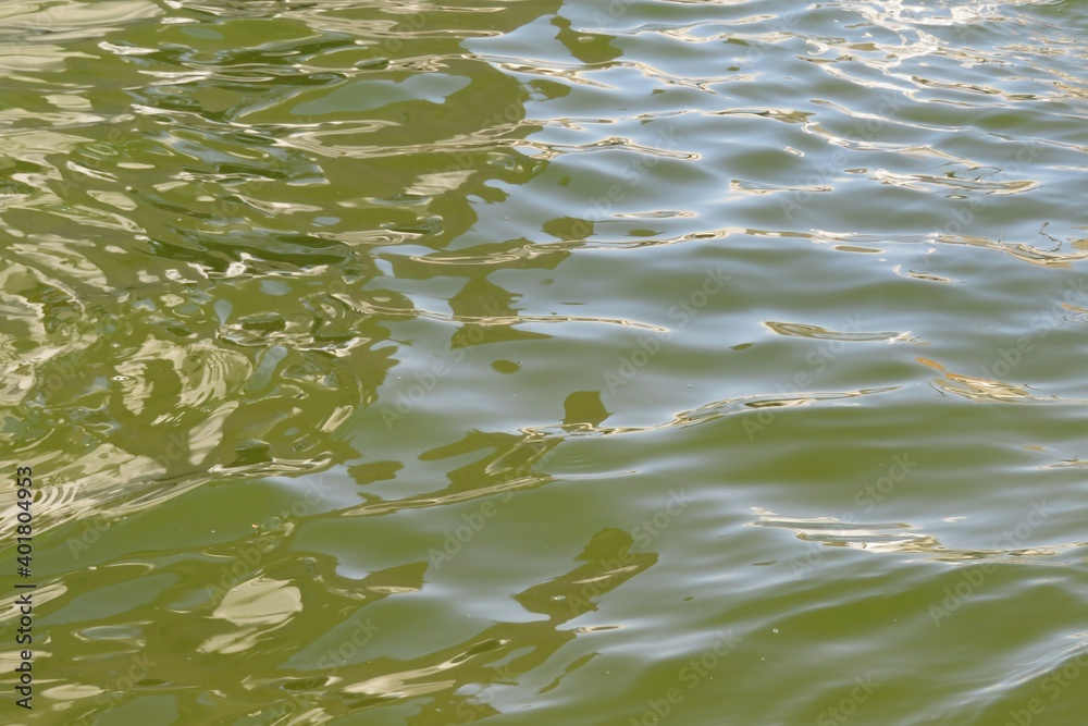 Sun glare on green water surface in Florida river Sun glare on green water surface in Florida river
