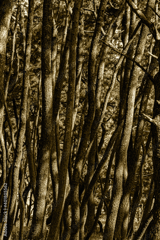 Obraz premium pine wood 