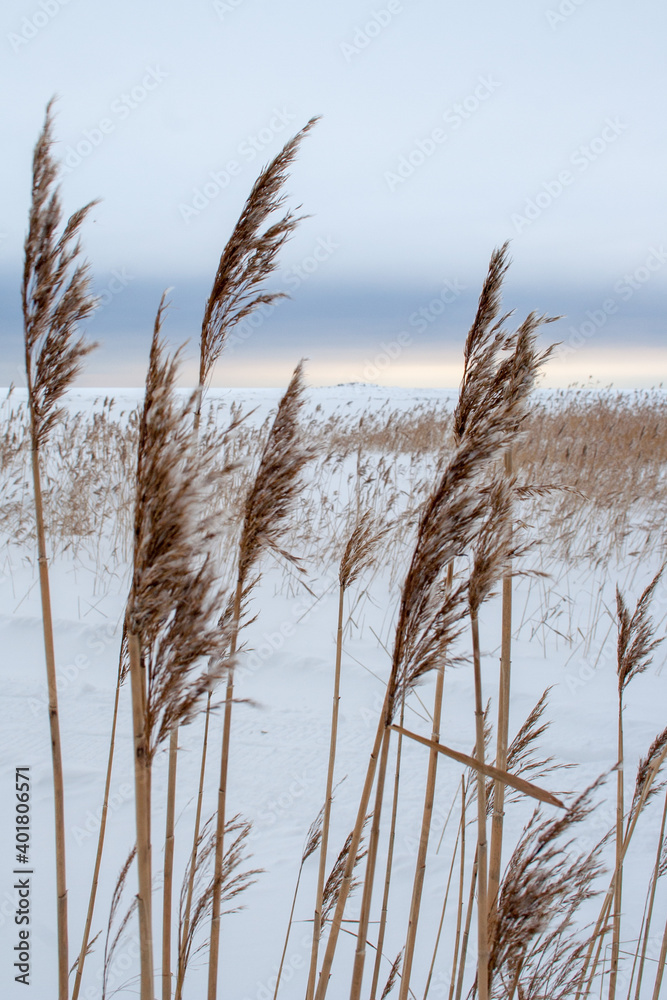 Fototapeta premium Dry grass on the winter seaside