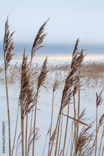 Fototapeta Naklejka Na Ścianę i Meble -  Dry grass on the winter seaside