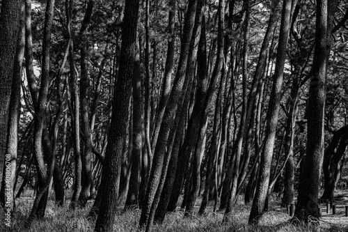 Fototapeta Naklejka Na Ścianę i Meble -  pine wood 