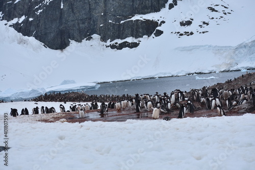Penguins in Antarctica  © Adi