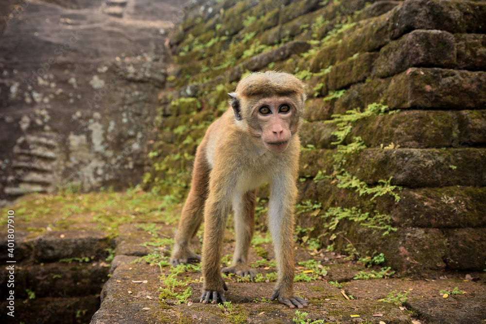 Naklejka premium Ein Affe im Tempel des Sigiriya-Felsens in Sri Lanka