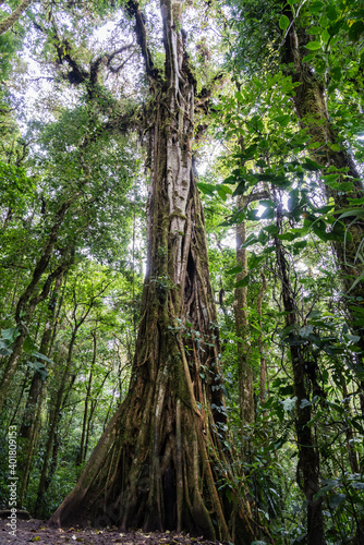 Strangler fig around a dead host tree in Monteverde Cloud Forest Reserve, Costa Rica