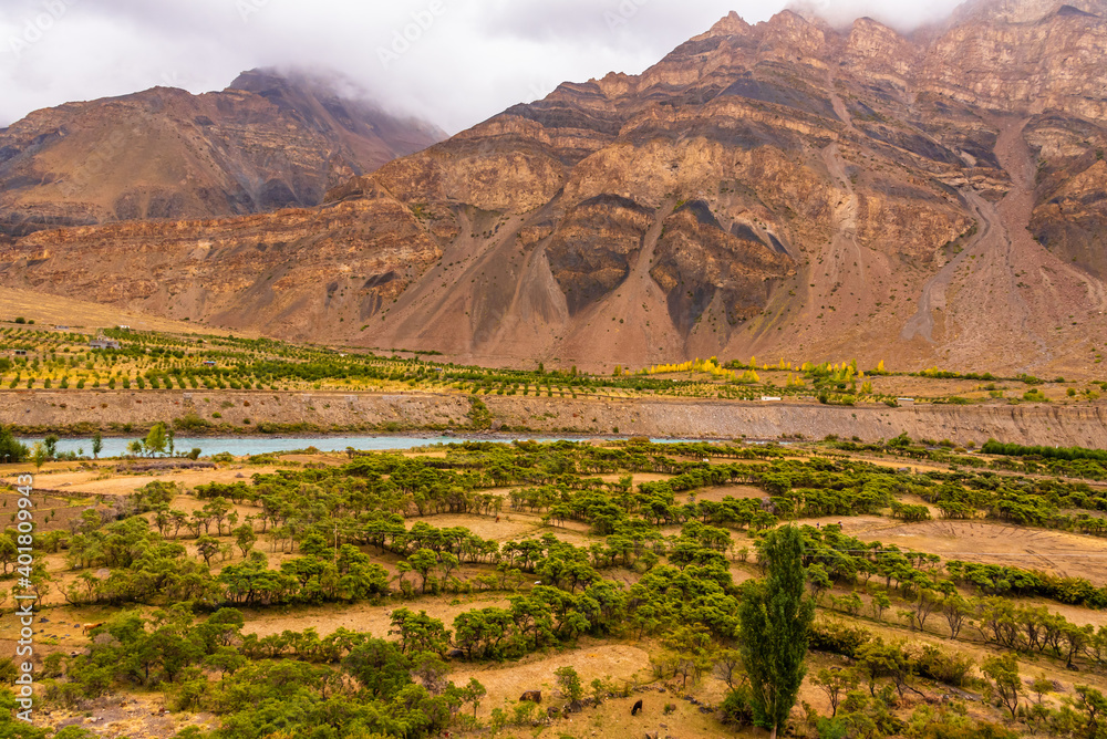 Beautiful landscape of Spiti river valley, vegetation and trees survive along water streams only due to prevailing severe cold and dry climate in Lahaul Spiti region of Himalayas in Himachal Pradesh.