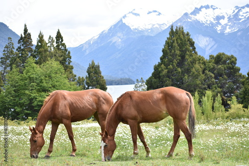 Horses in Argentina 