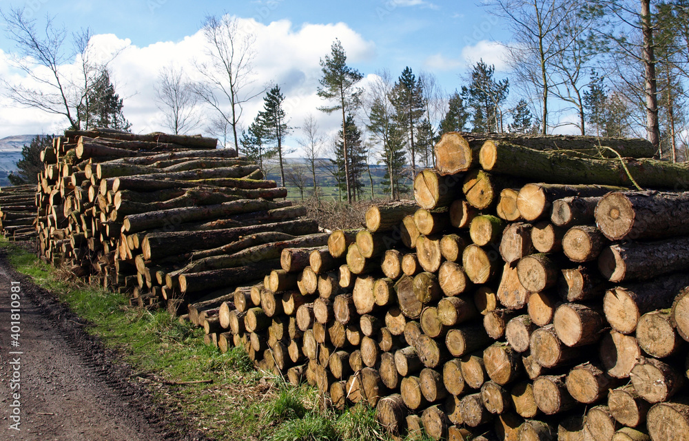 Log Pile on Country Lane
