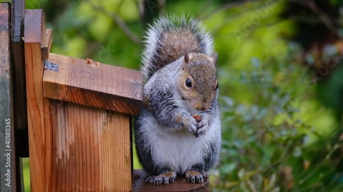 The eastern gray squirrel, also known as the grey squirrel depending on region, is a tree squirrel in the genus Sciurus. It is native to eastern North America. photo