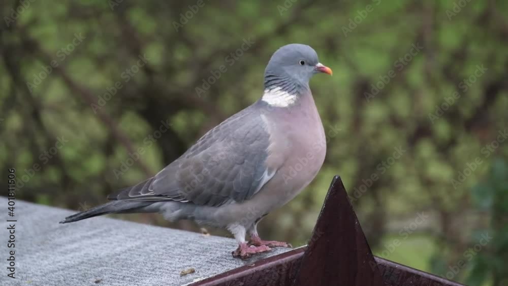 The common wood pigeon is a large species in the dove and pigeon family