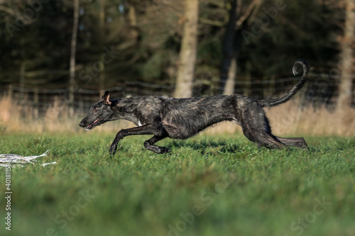 sprintender Windhund © mfotohaus