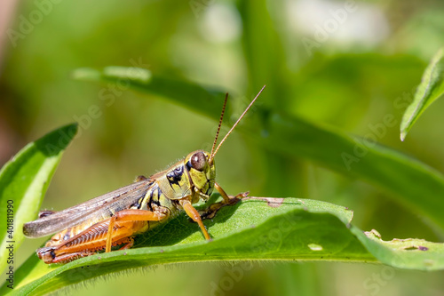 Close Up of a Grasshopper on a Leaf © RR Photos