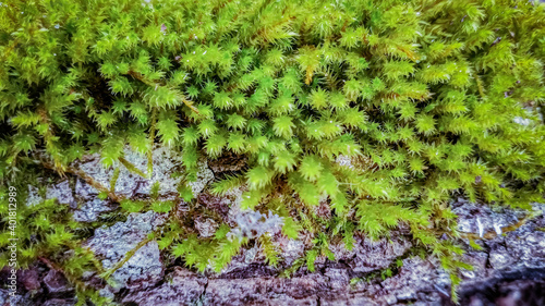 green moss on the stone