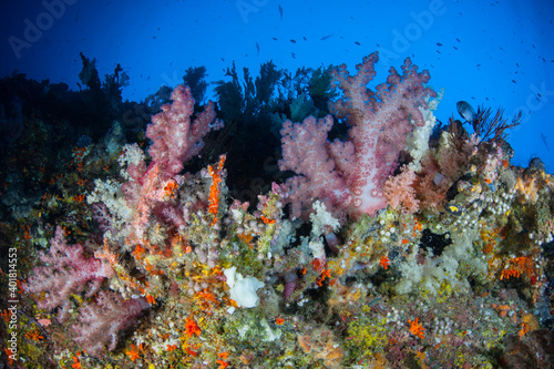 Fototapeta Naklejka Na Ścianę i Meble -  Soft corals and other colorful, filter-feeding invertebrates thrive on a reef wall in Palau. This scenic set of tropical Micronesian islands supports an amazing array of marine biodiversity.