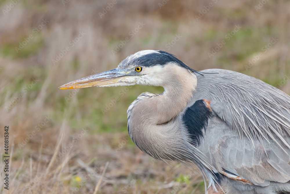 Great blue heron hunting for moles in a field Great blue heron hunting for moles in a field