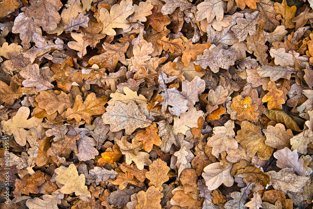Eichenlaub im herbst Eichenlaub im herbst