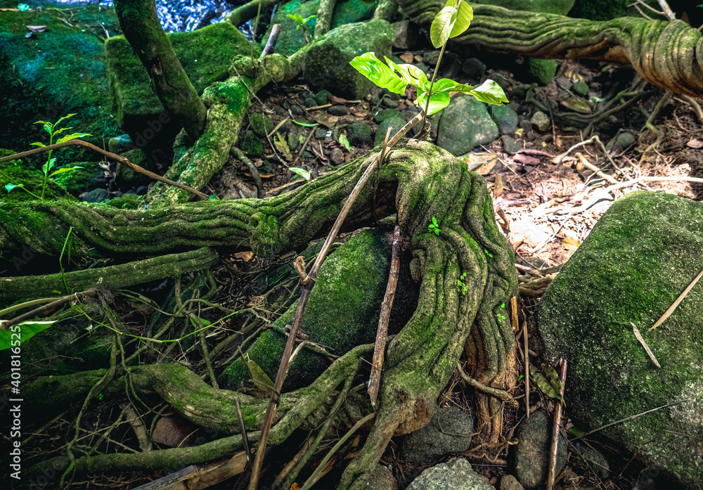 snake in the forest