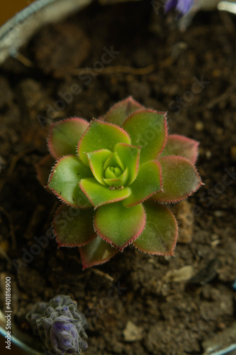 A vertic closeup shot of a beautiful succulent in a pot photo