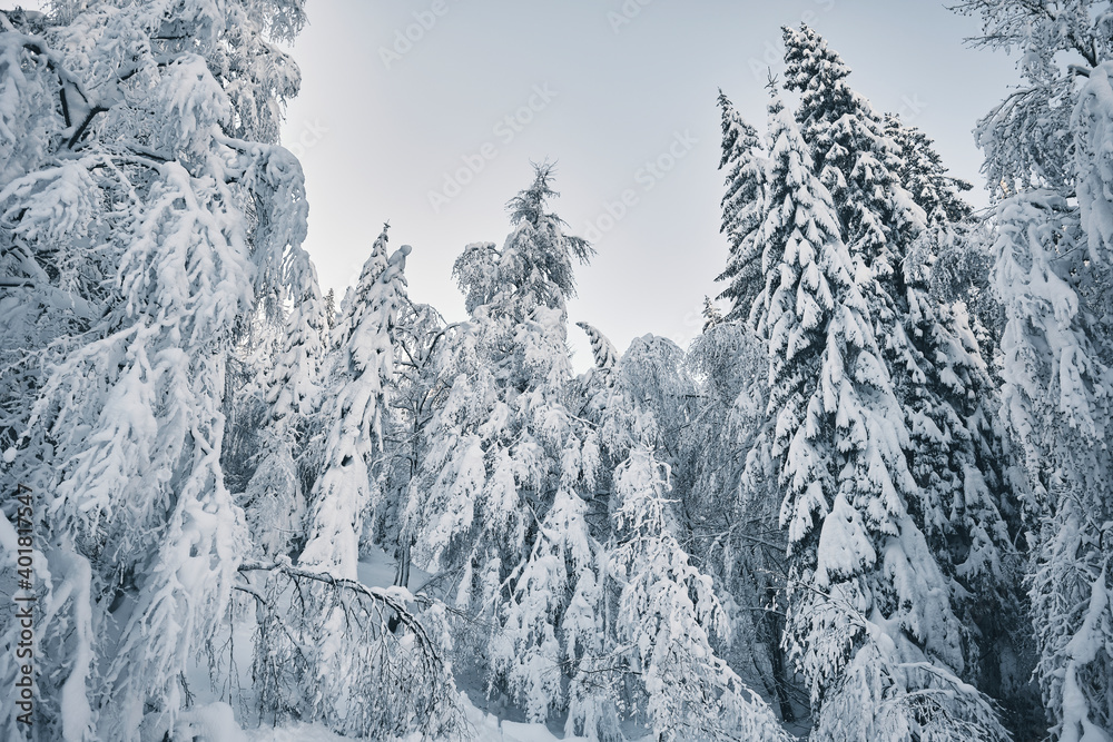 Fototapeta premium Alberi innevati