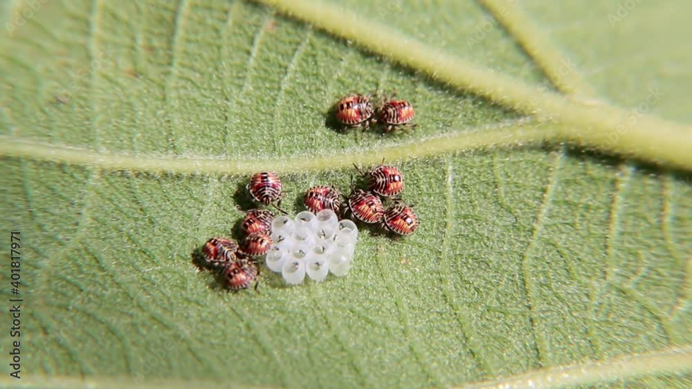 Stink bug. Baby Stink bugs with their eggs on a leaf