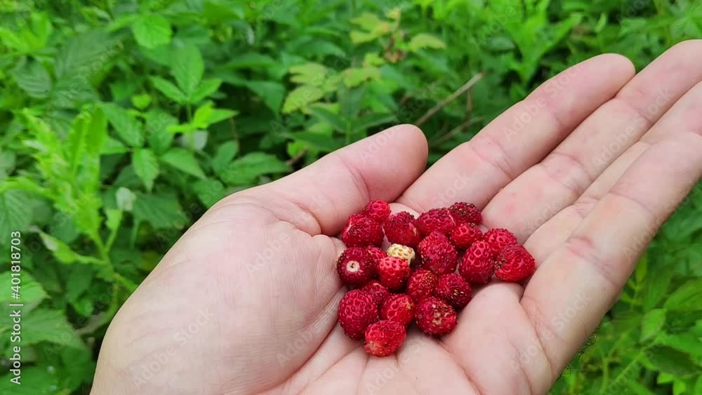 A male hand holds picked wild strawberries. Picking wild strawberries A male hand holds picked wild strawberries. Picking wild strawberries